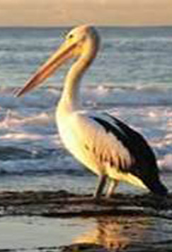pelican